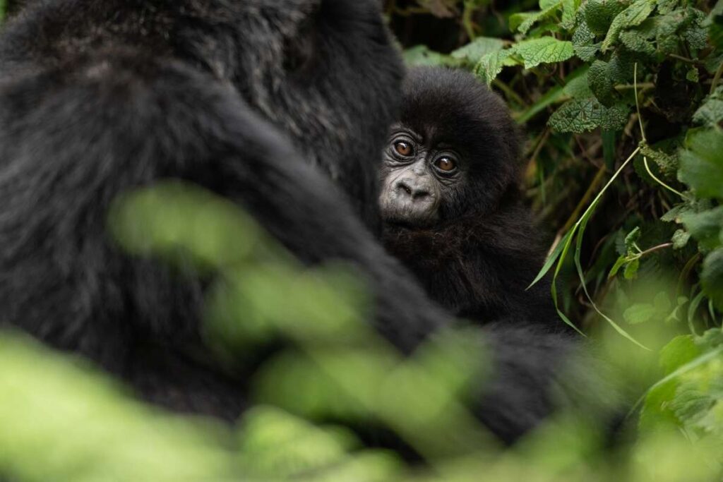 Rwanda, Baby Gorilla, Escape Safari Co