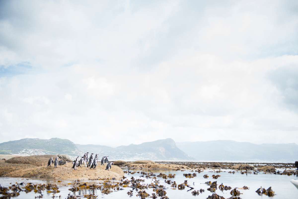 South Africa, Cape Town, Penguins , Escape Safari Co