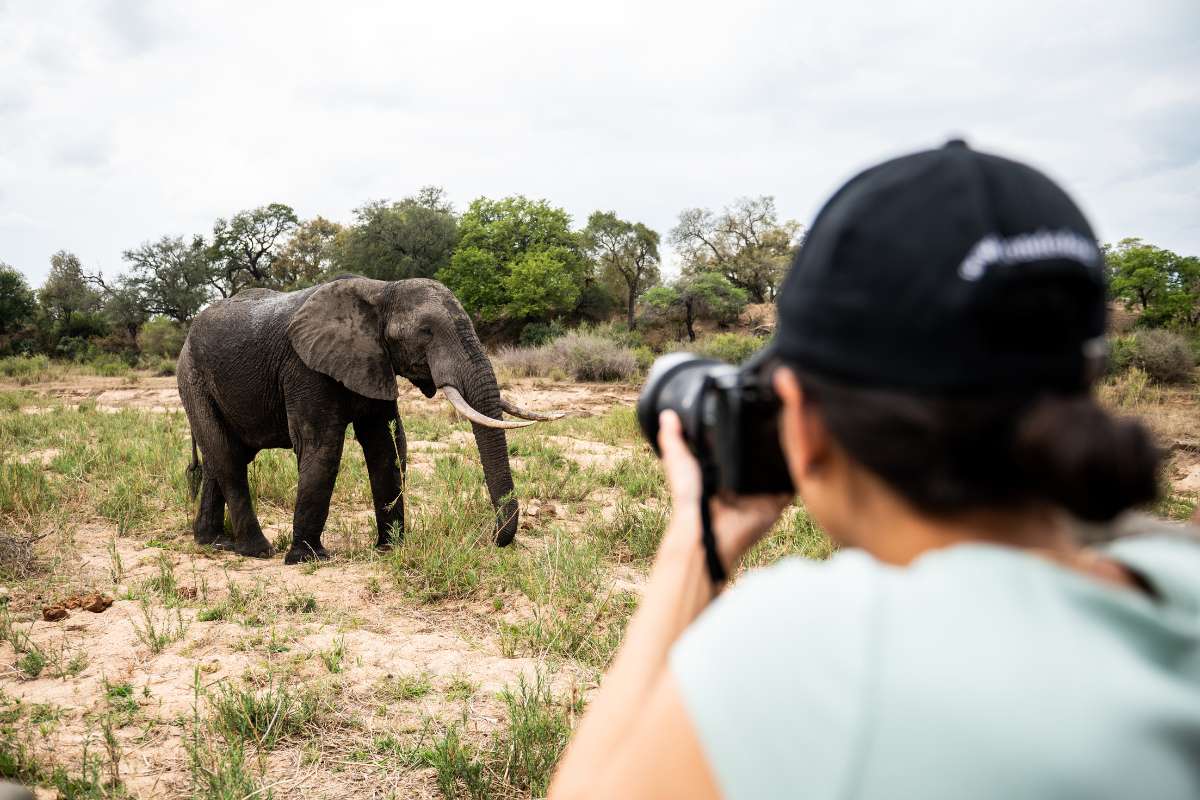 South Africa, Sabi Sands, Elephant Sighting, Escape Safari Co