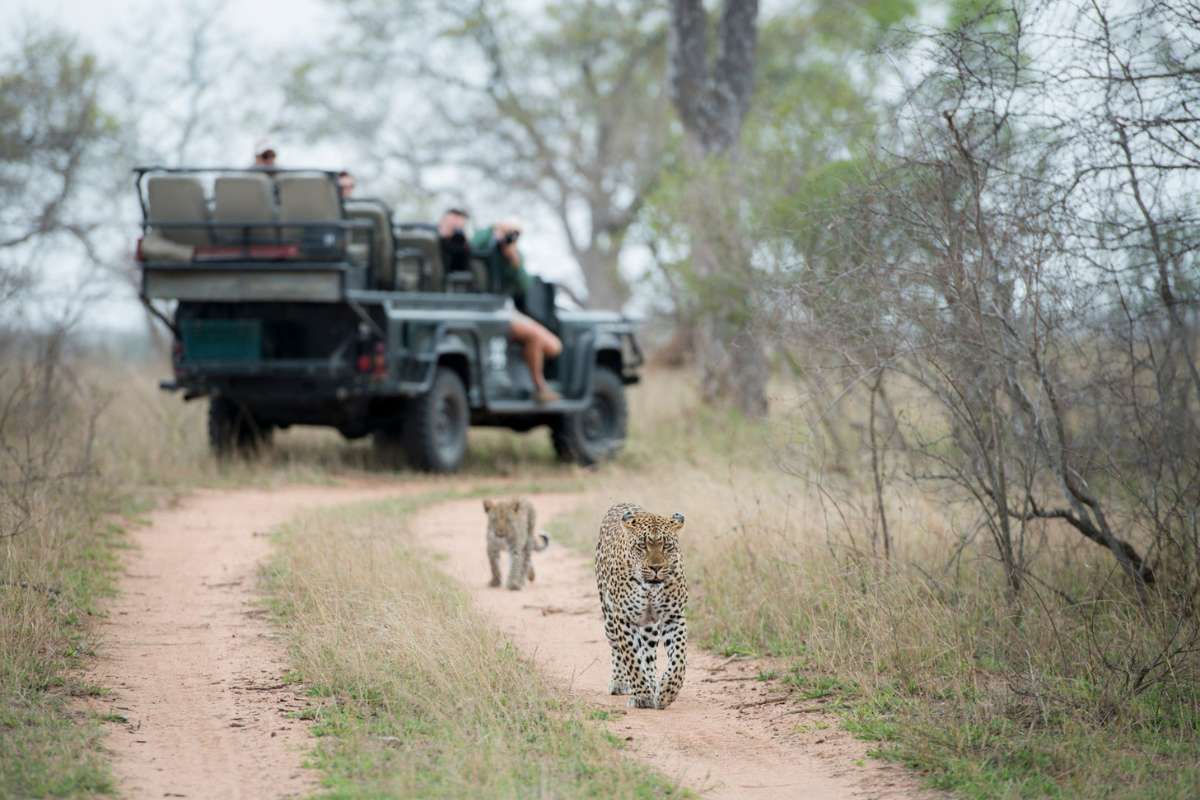South Africa, Sabi Sands, Game Drive with leopards, Escape Safari Co