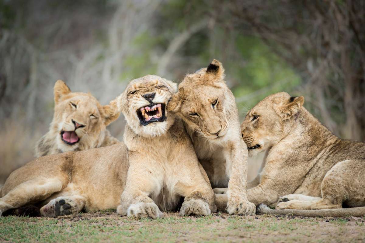 South Africa, Sabi Sands, Lions, Escape Safari Co