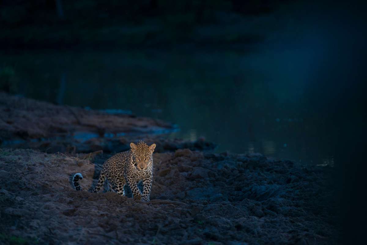 South Africa, Sabi Sands, Night Drive with leopards, Escape Safari Co