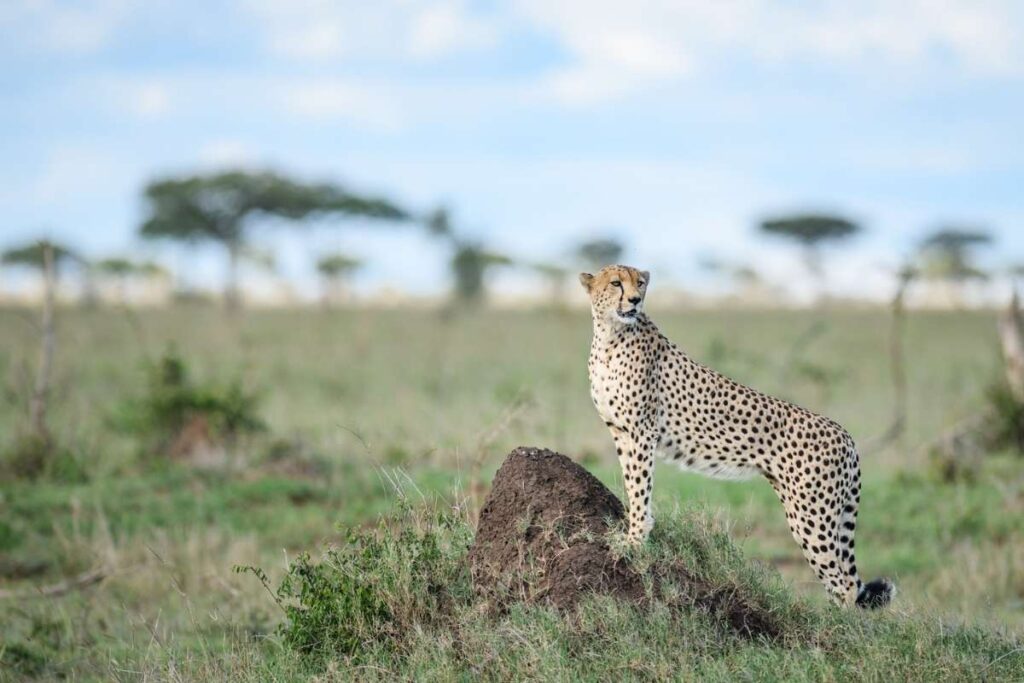 Tanzania, Cheetah, Escape Safari Co