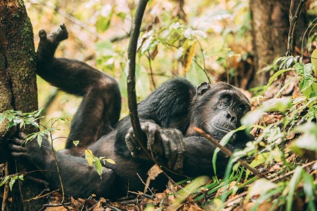 Tanzania, Chimpanzee, Escape Safari Co