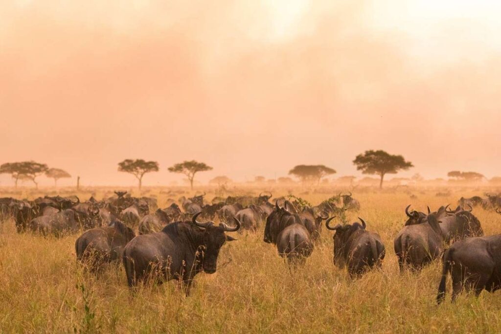 Tanzania, Wildebeest Great Migration, Escape Safari Co
