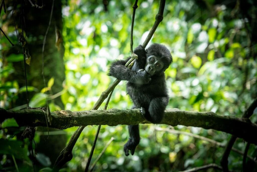 Uganda, Baby Gorilla, Escape Safari Co