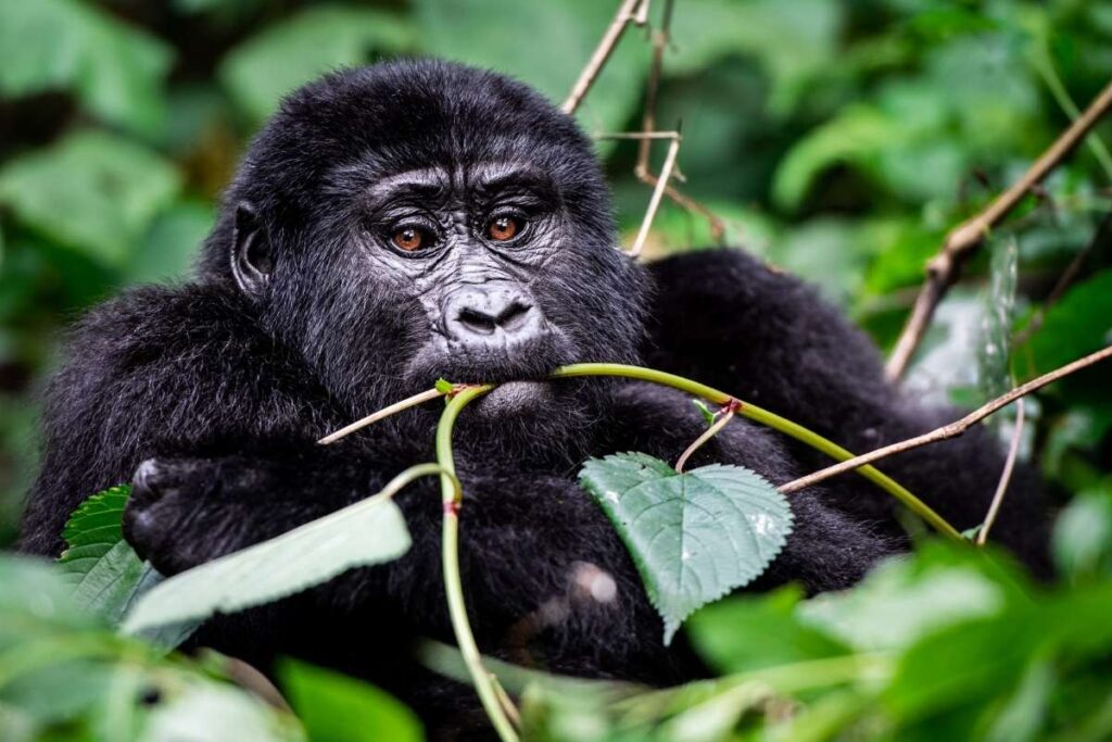 Uganda, Gorilla, Escape Safari Co