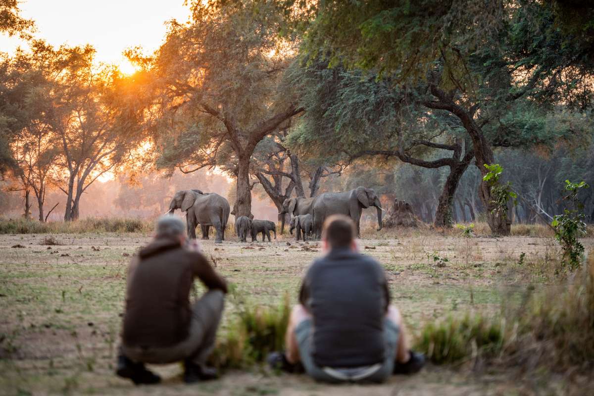 Zambia, Lower Zambezi, Guided walks with elephants, Escape Safari Co