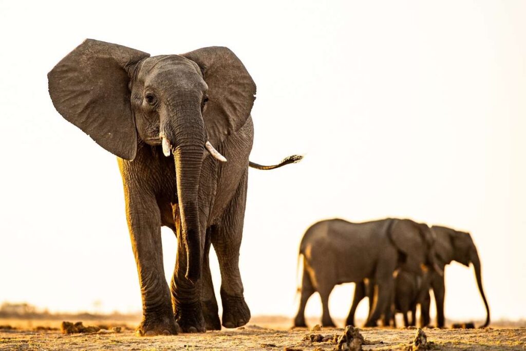 Zimbabwe, Hwange National Park, Elephants, Escape Safari Co