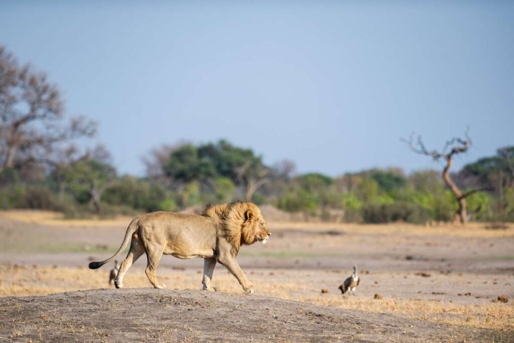 Zimbabwe, Hwange National Park, Lion, Escape Safari Co