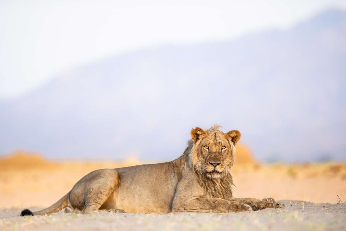 Zimbabwe, Hwange National Park, Lions, Escape Safari Co