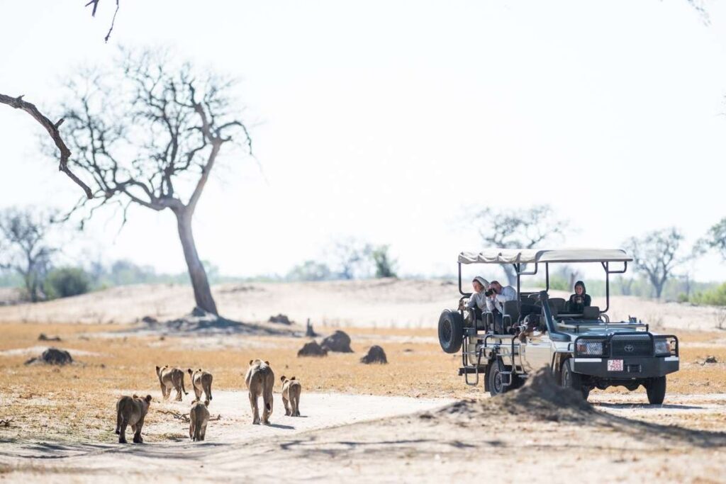 Zimbabwe, Hwange National Park, Lions on Safari, Escape Safari Co