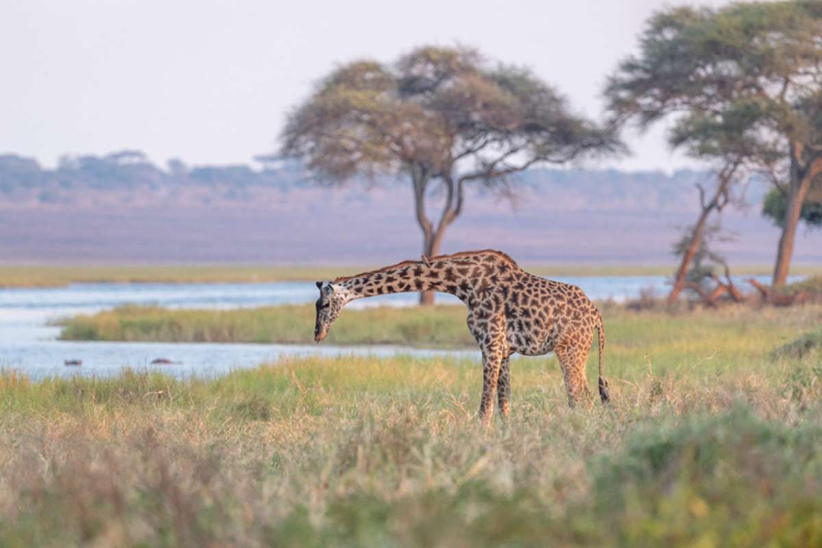 Asilia Oliver's Camp Tarangire National Park, Tanzania, Escape Safari Co