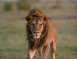 Big Five Safari, Mega Menu Item
