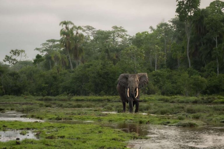 Congo, Escape Safari Co
