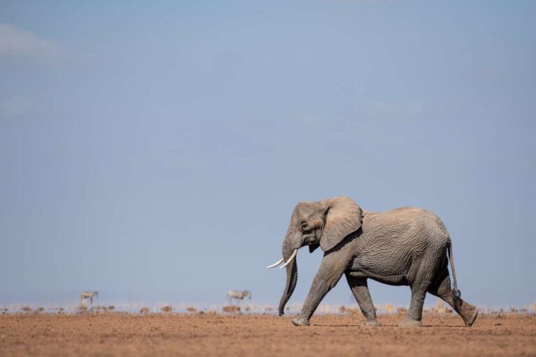 Kenya, Escape Safari Co