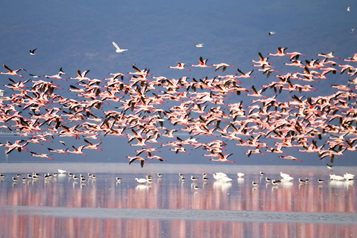 Lake Manyara, Tanzania, Escape Safari Co
