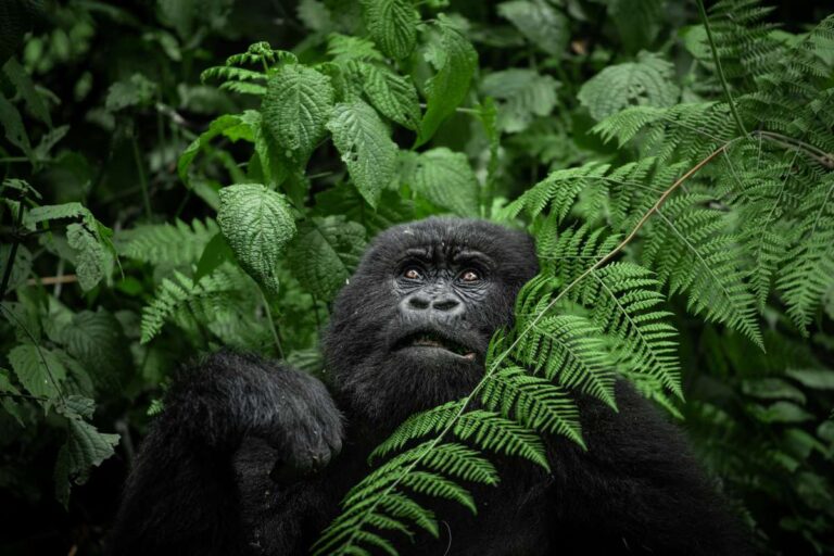 Rwanda, Escape Safari Co.
