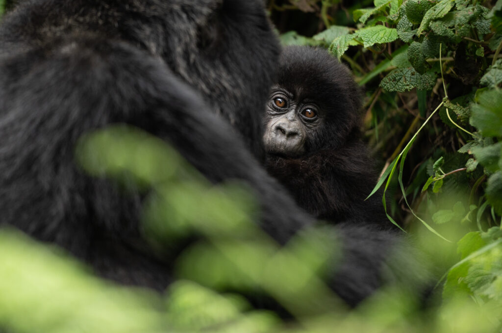 Rwanda, Escape Safari Co.