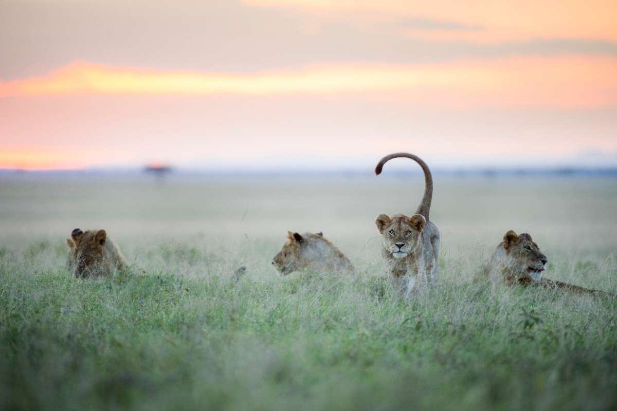 Serengeti National Park, Tanzania, Escape Safari Co
