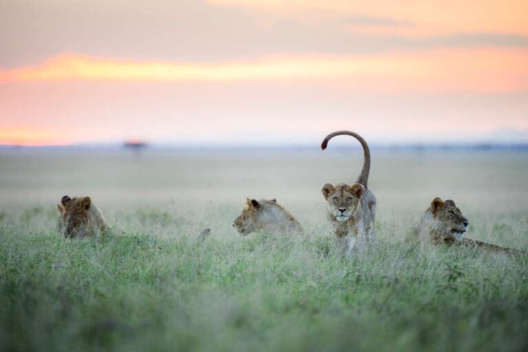 Tanzania, Escape Safari Co