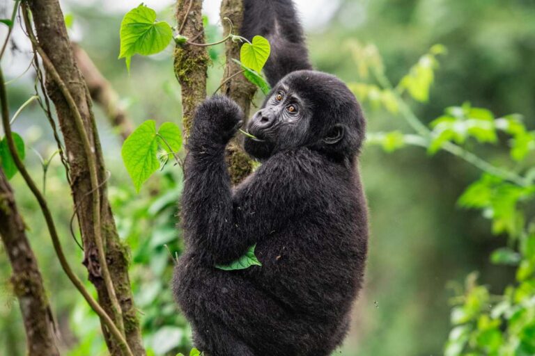 Uganda, Escape Safari Co
