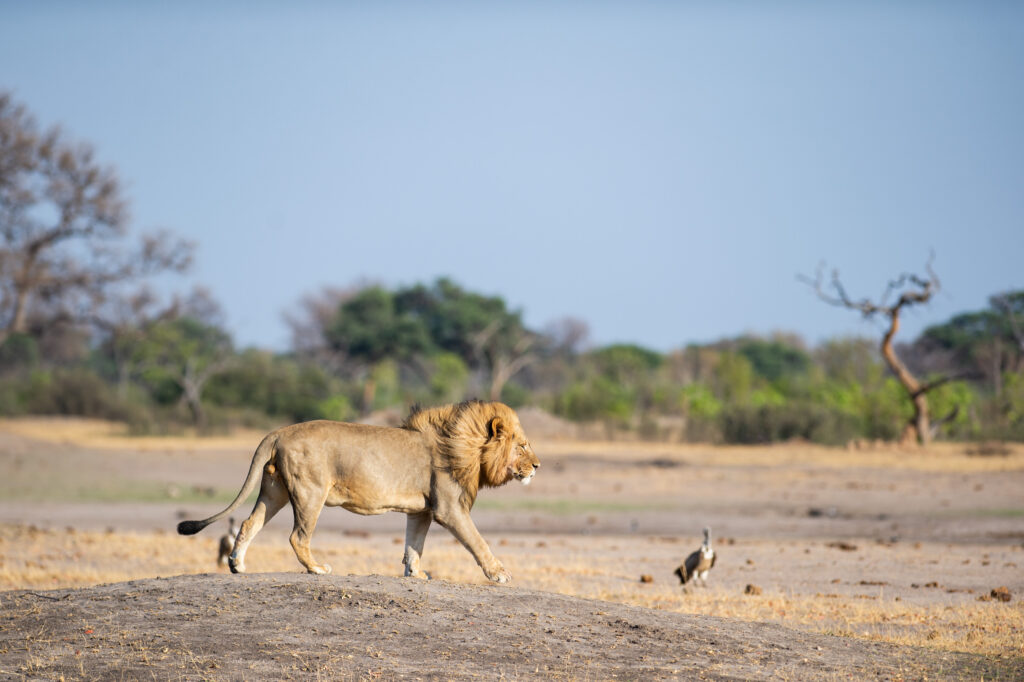 Zimbabwe, Escape Safari Co